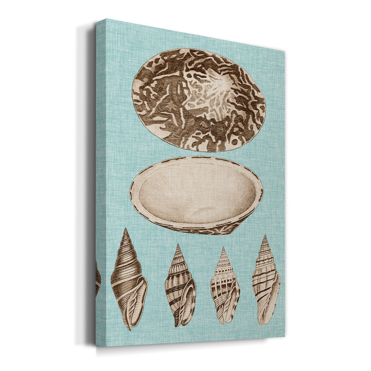 Sepia & Aqua Shells III - Canvas Art Print