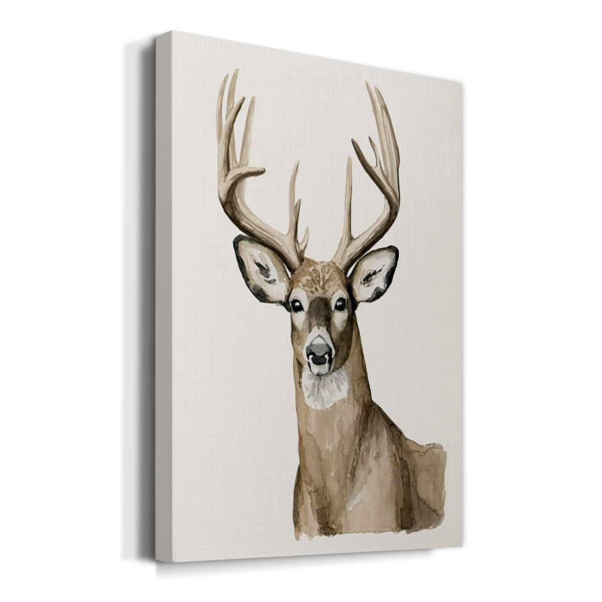 Handsome Whitetail I - Canvas Art Print