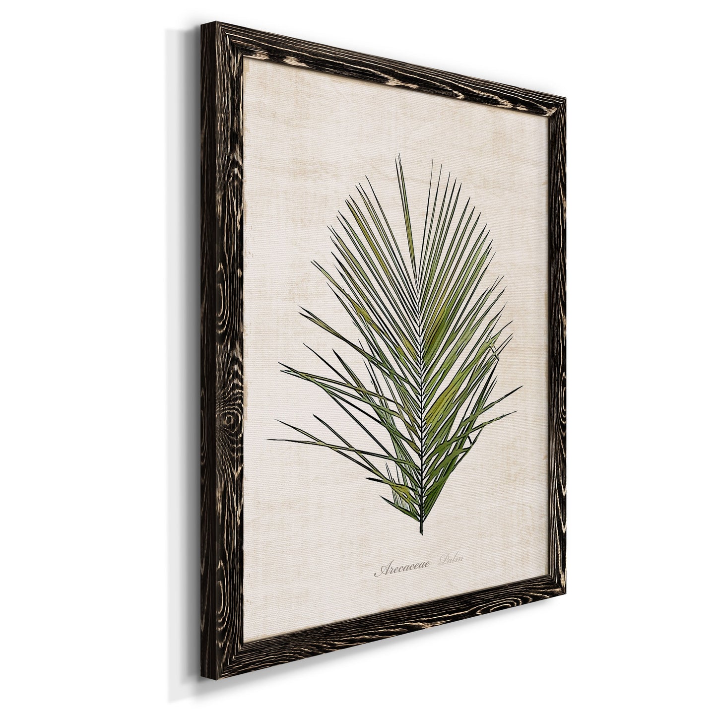 Palm Botanical I - Premium Canvas Framed in Barnwood - Ready to Hang