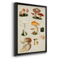 Mushroom Species IV - Modern Framed Canvas Print