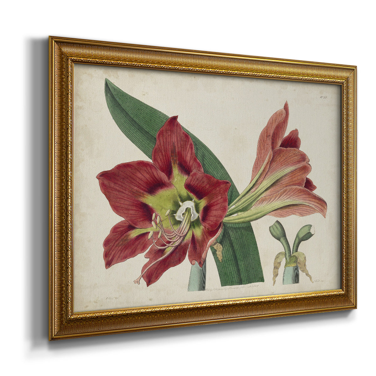 Amaryllis Splendor I Premium Framed Canvas- Ready to Hang