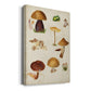 Mushroom Species II Premium Gallery Wrapped Canvas - Ready to Hang