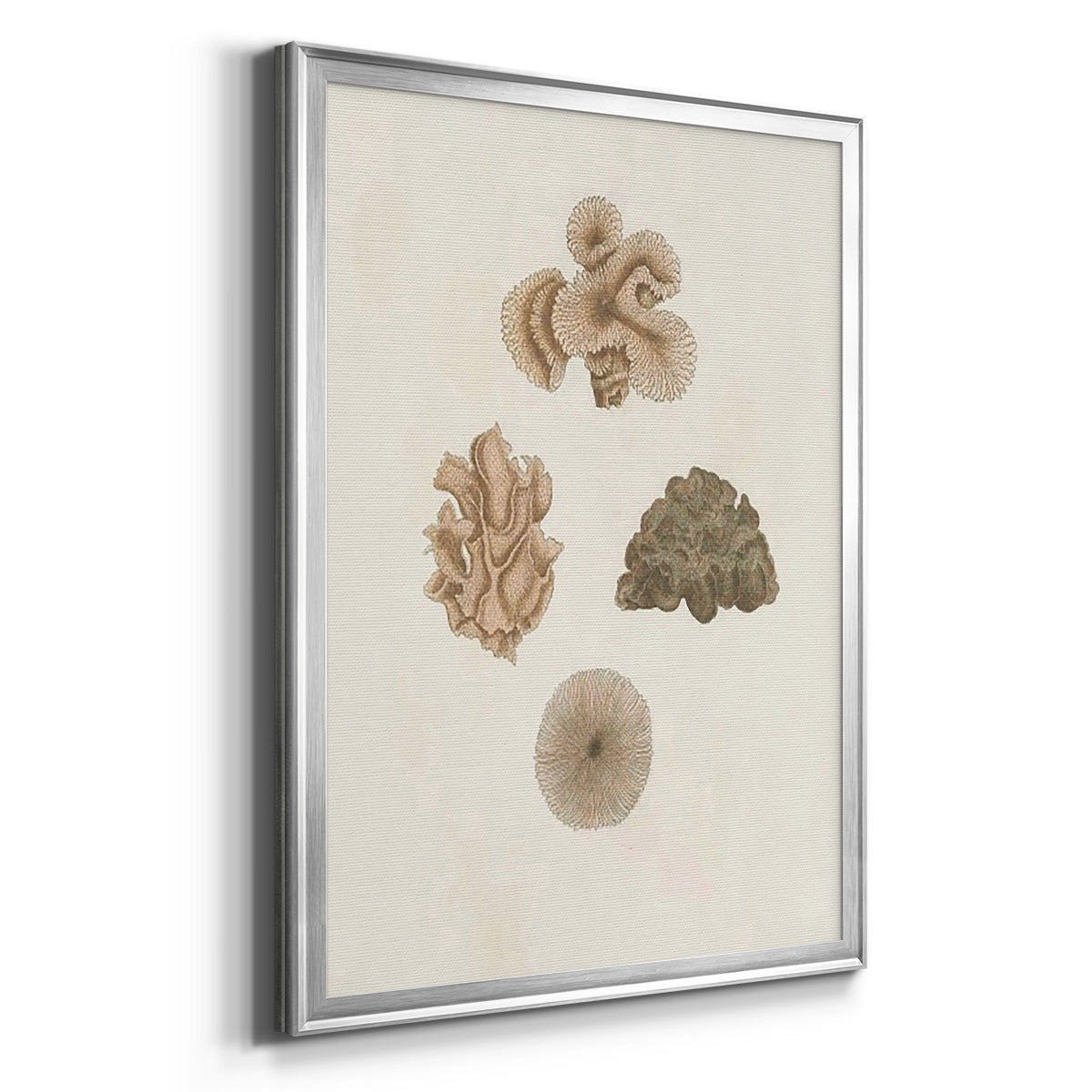 Knorr Shells & Coral VIII - Modern Framed Canvas Print