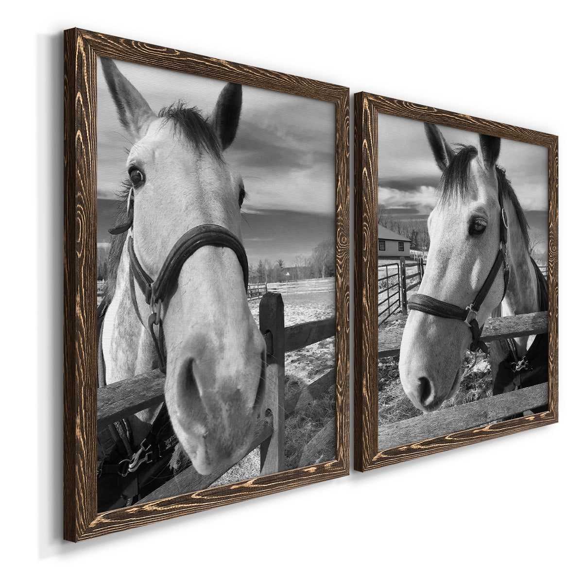 Angled view of a set of two walnut barnwood framed canvas prints featuring two modern equestrian photography featuring black-and-white close-up portraits of horses at fences.