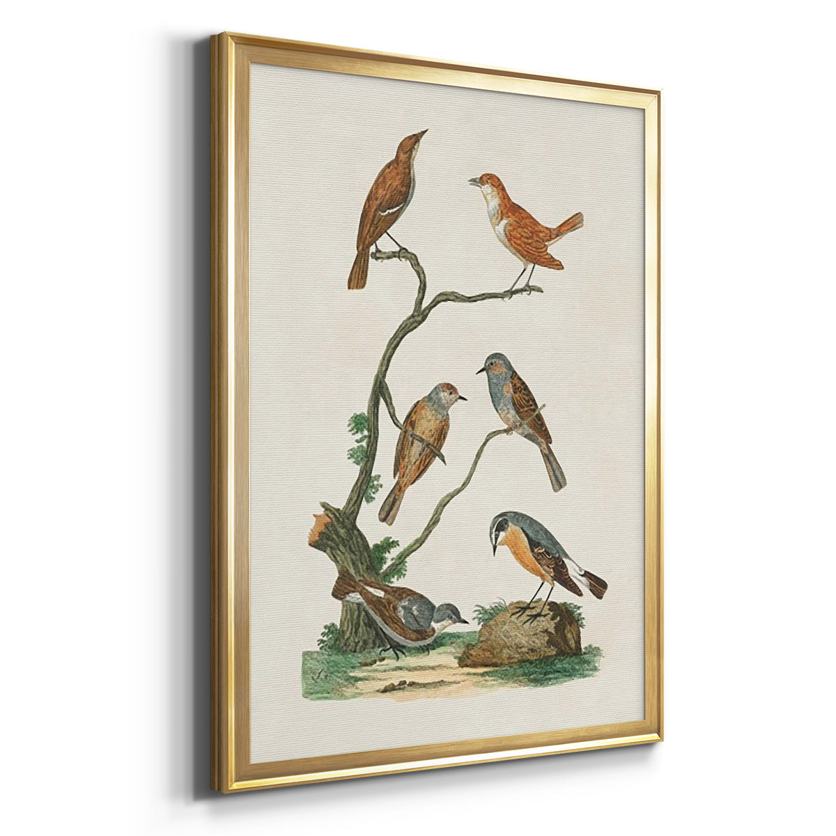 Antique Birds in Nature IV - Modern Framed Canvas Print