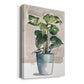 Potted Houseplant II - Canvas Art Print