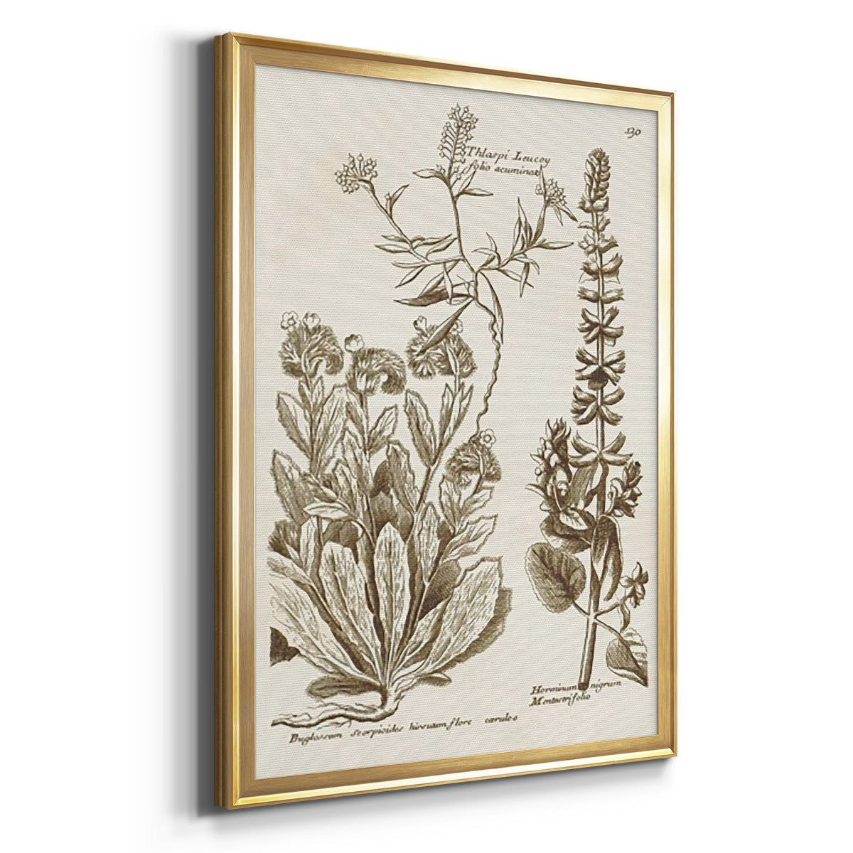 Sepia Botanical Journal IV - Modern Framed Canvas Print