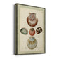 Bookplate Shells III Premium Gallery Wrapped Canvas - Ready to Hang