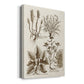 Sepia Botanical Journal VII - Canvas Art Print