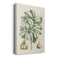 Buchoz Tropicals IX - Canvas Art Print