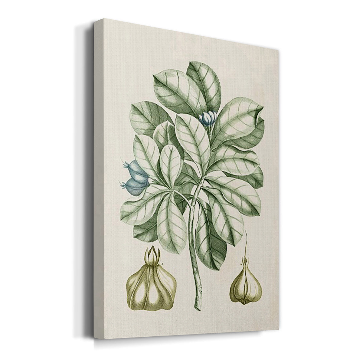 Buchoz Tropicals IX - Canvas Art Print
