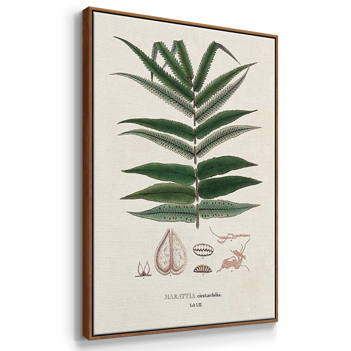 Botanical Society Ferns X - Framed Premium Gallery Wrapped Canvas L Frame 3 Piece Set - Ready to Hang