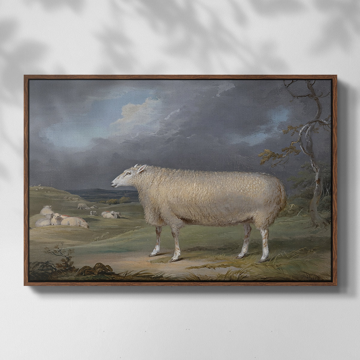 A Border Leicester Ewe, c. 1795-1800 - Floater Framed Canvas Print