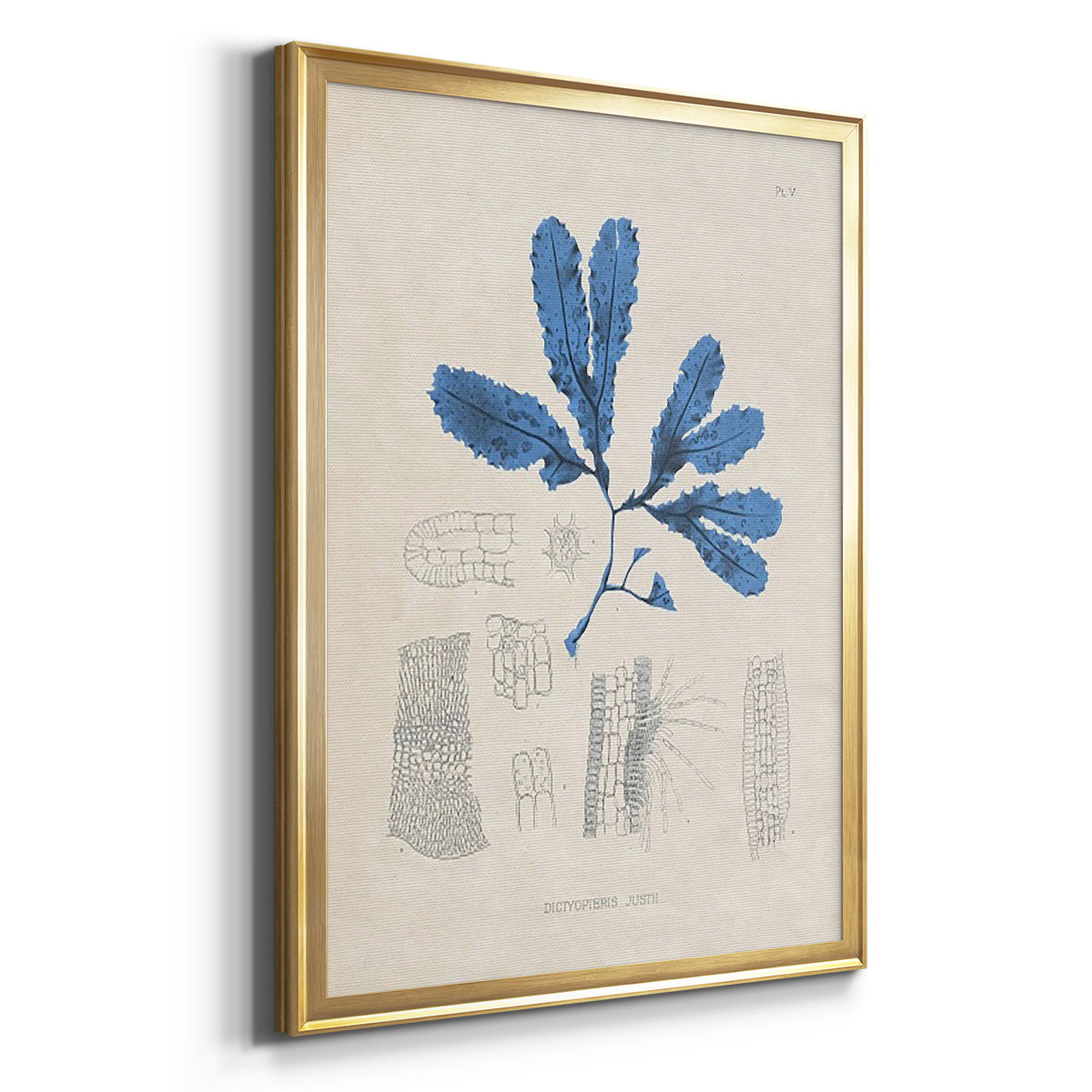 Blue Marine Algae VII - Modern Framed Canvas Print