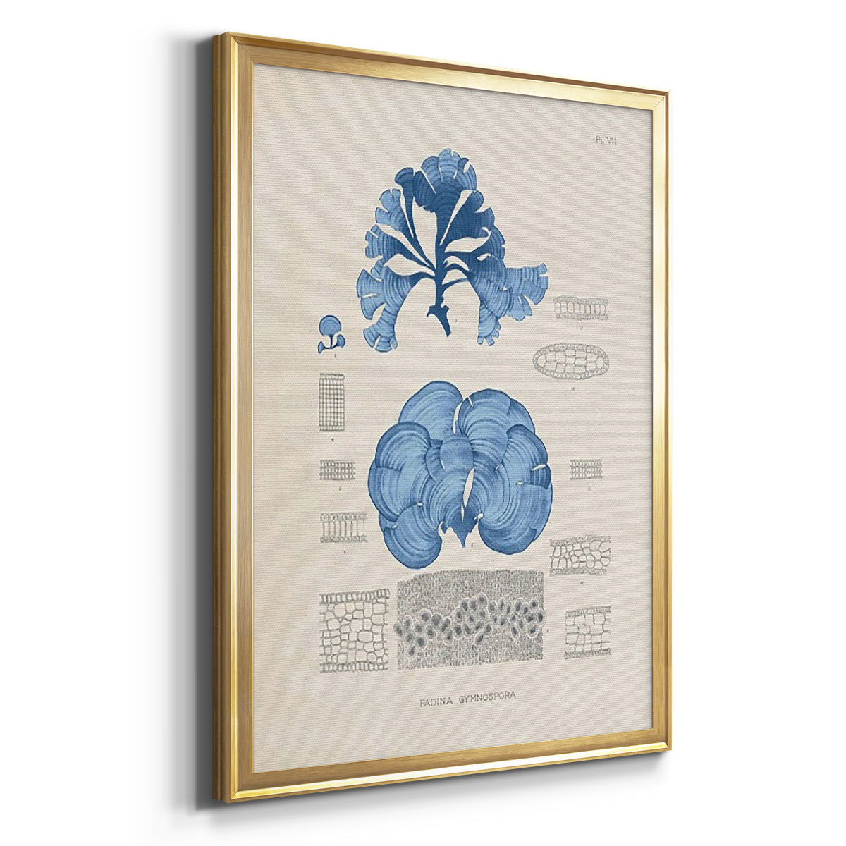 Blue Marine Algae IV -  Framed Canvas Print