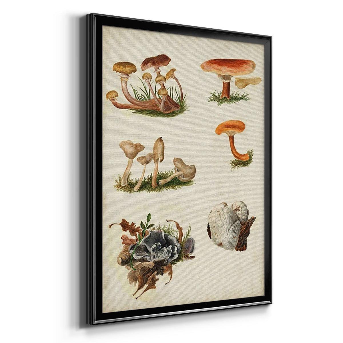 Mushroom Species X - Modern Framed Canvas Print