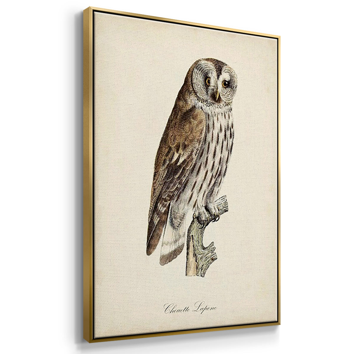 French Owls I - Framed Premium Gallery Wrapped Canvas L Frame 3 Piece Set - Ready to Hang