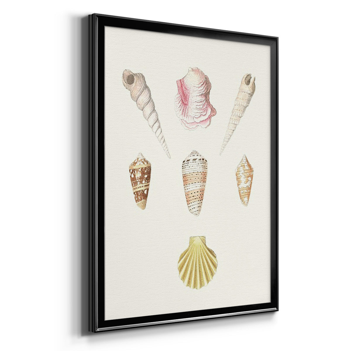 Pastel Knorr Shells I - Modern Framed Canvas Print