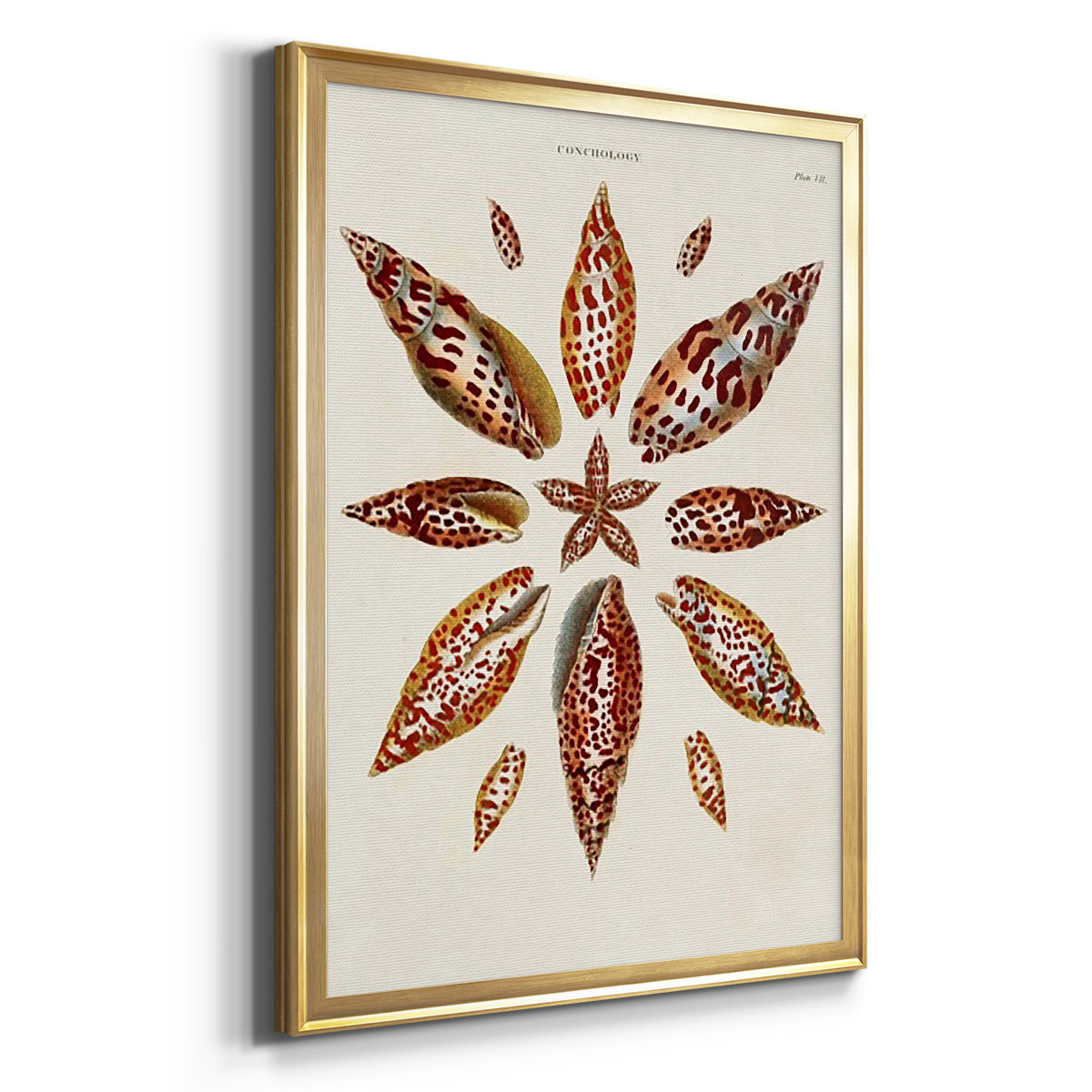 Spiral Shell Formation I - Modern Framed Canvas Print