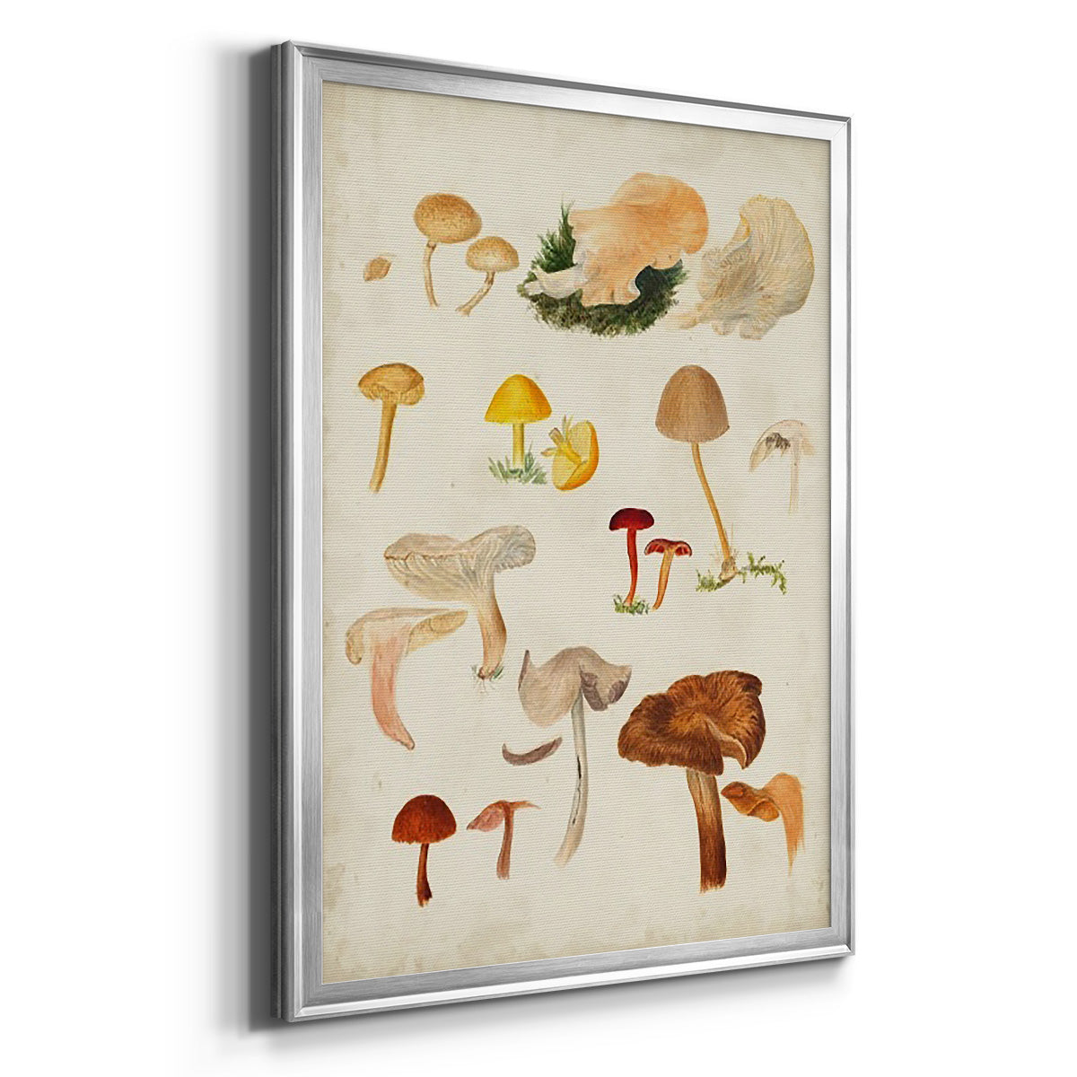 Mushroom Species XII - Modern Framed Canvas Print