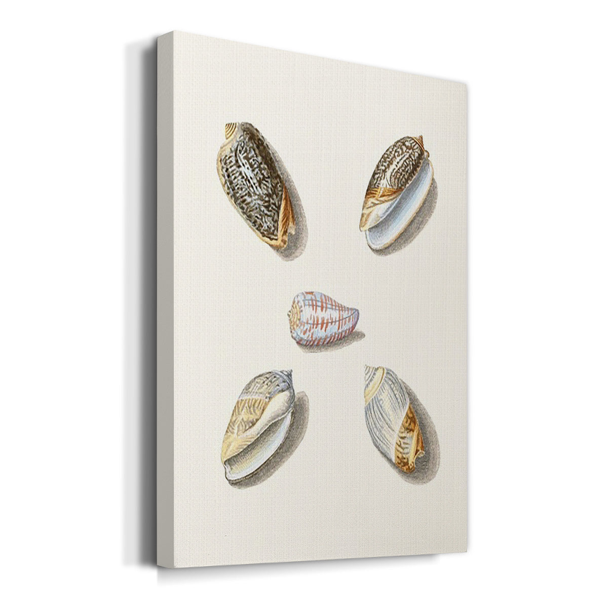 Pastel Knorr Shells III - Canvas Art Print