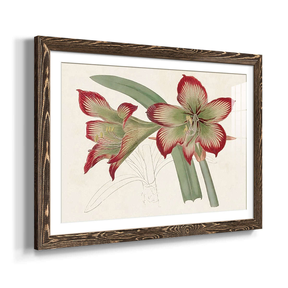 Amaryllis Varietals IV-Premium Framed Print - Ready to Hang