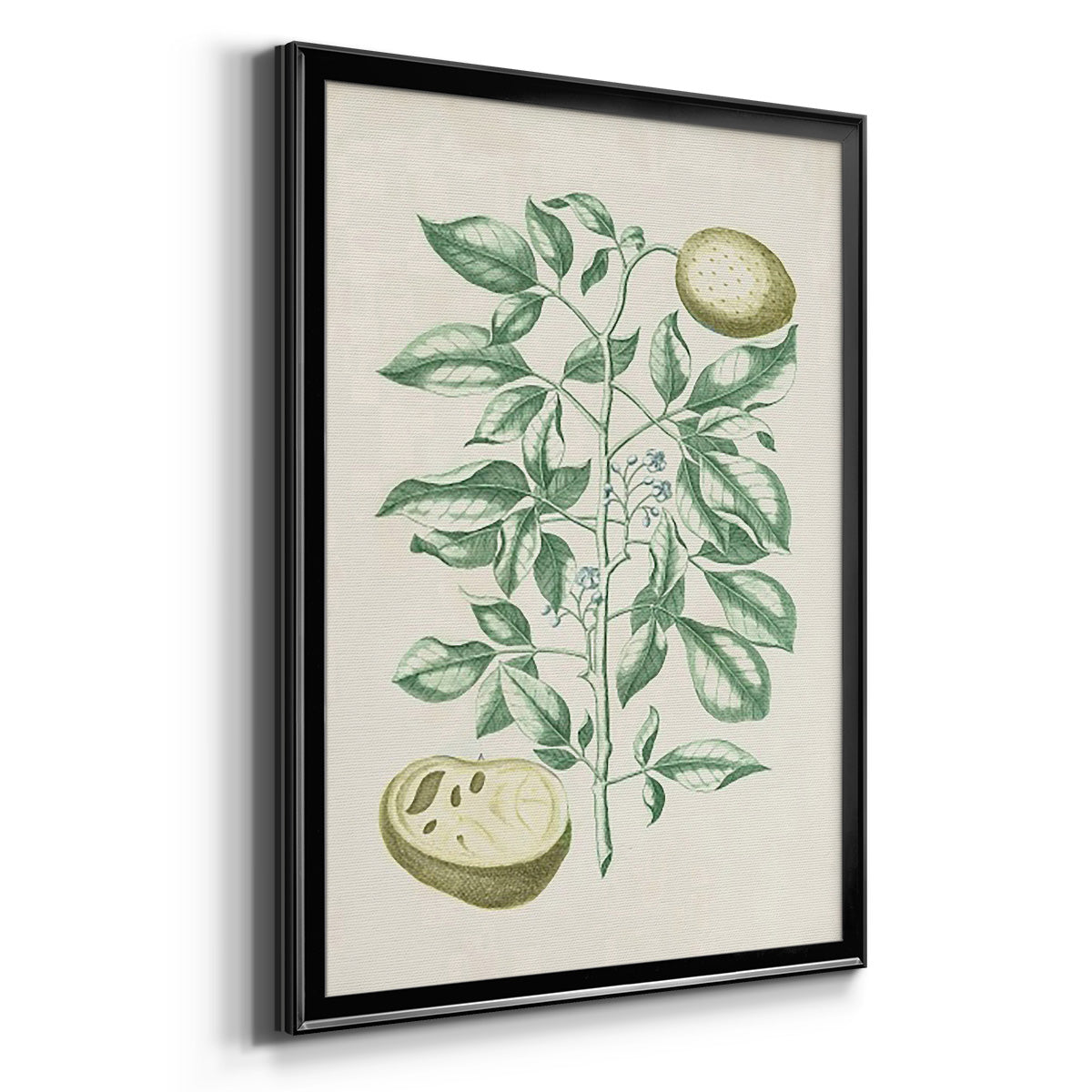 Buchoz Tropicals III - Modern Framed Canvas Print