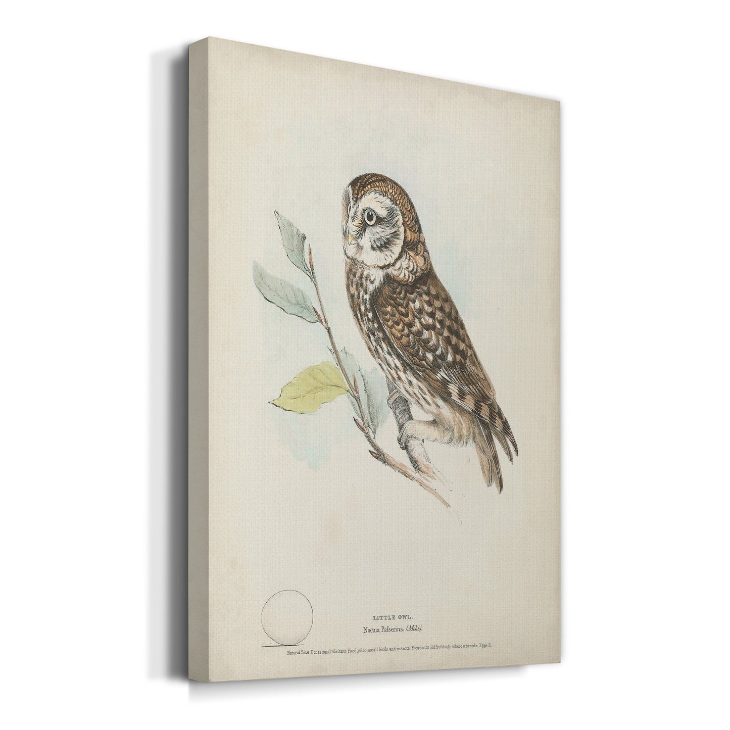 Little Owl Premium Gallery Wrapped Canvas - Ready to Hang