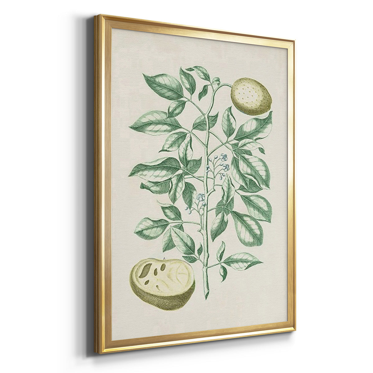 Buchoz Tropicals III - Modern Framed Canvas Print