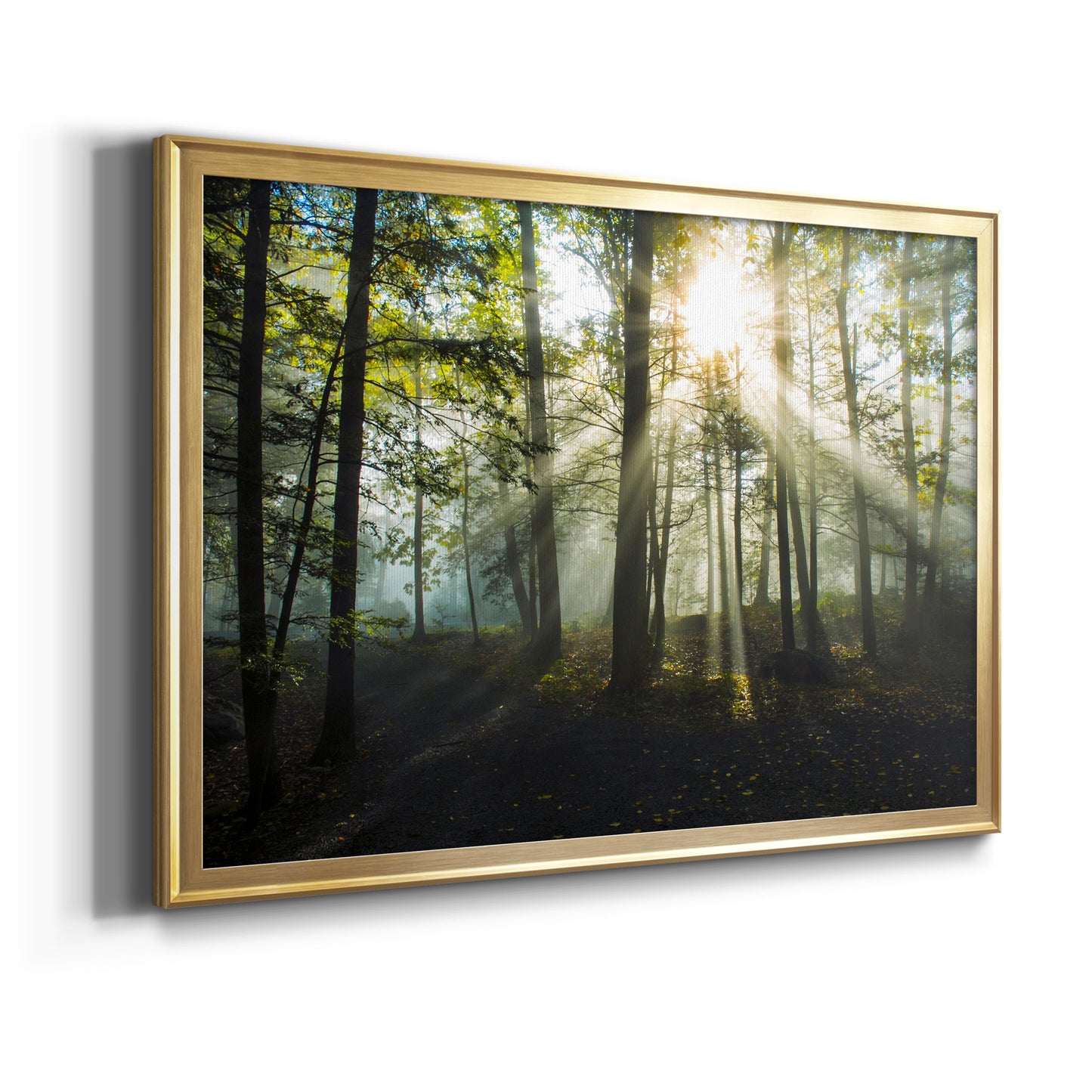 Light and Trees Premium Classic Framed Canvas - Ready to Hang