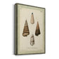 Bookplate Shells VI Premium Gallery Wrapped Canvas - Ready to Hang