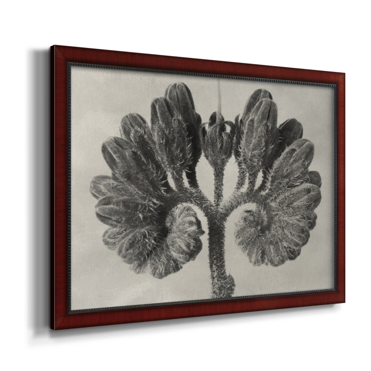 Blossfeldt Botanical VIII Premium Framed Canvas- Ready to Hang