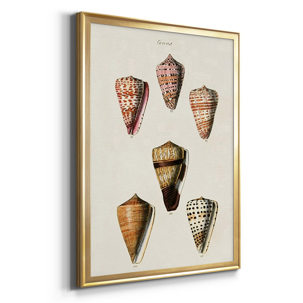 Cone Shell Collection IV - Modern Framed Canvas Print