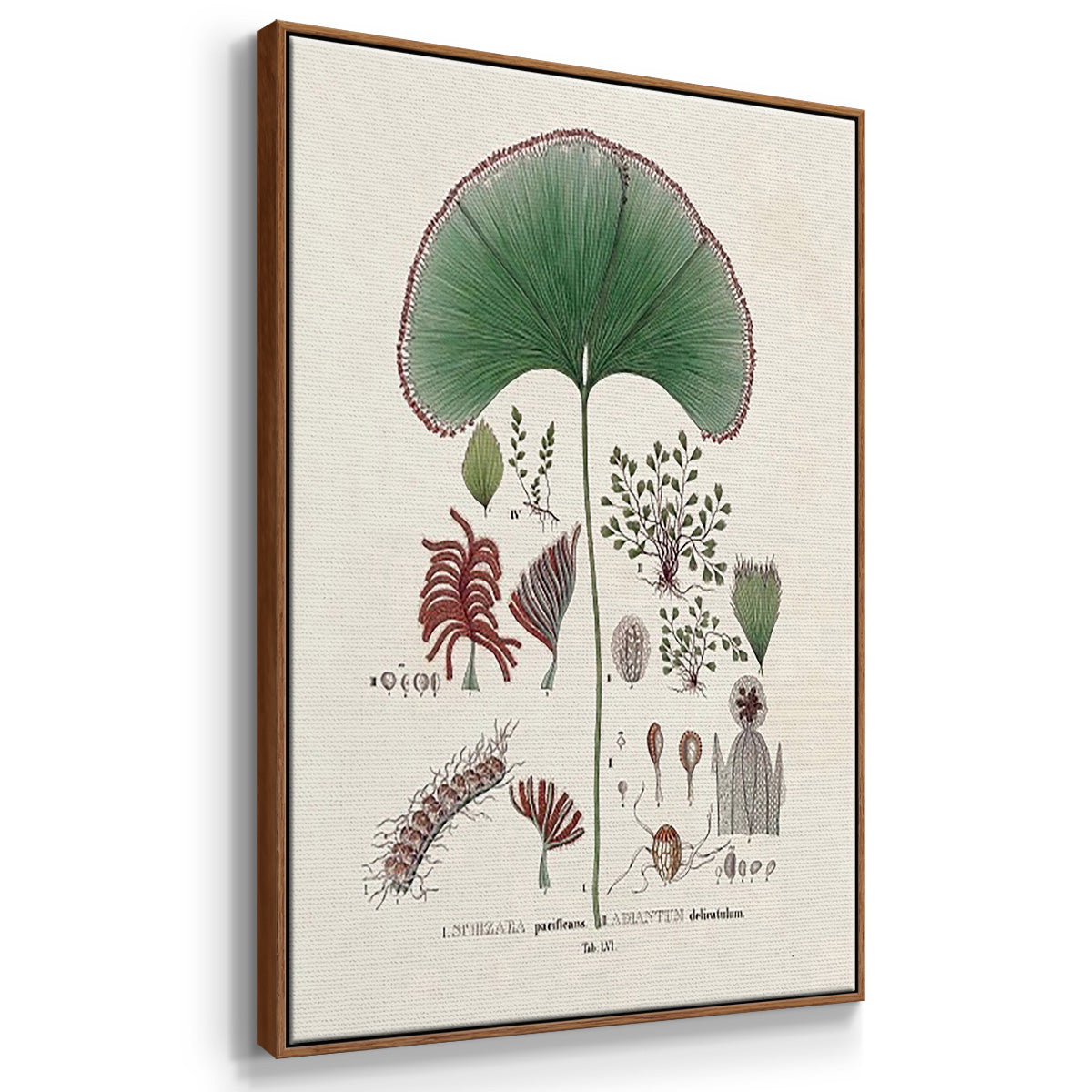 Botanical Society Ferns I - Framed Premium Gallery Wrapped Canvas L Frame 3 Piece Set - Ready to Hang