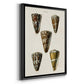 Cone Shell Collection V - Modern Framed Canvas Print