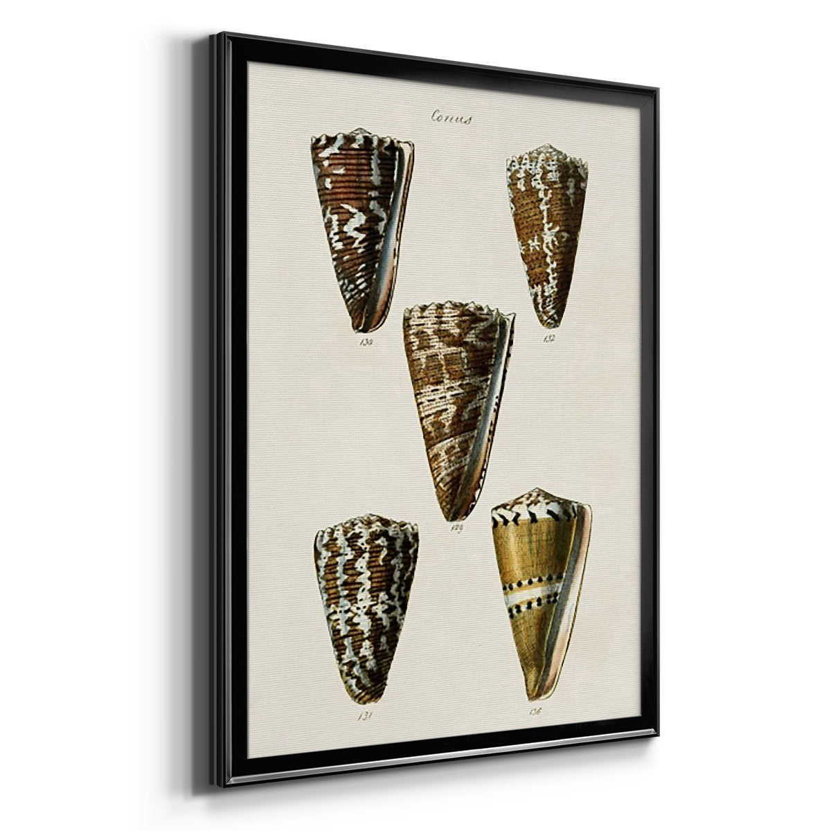 Cone Shell Collection V - Modern Framed Canvas Print