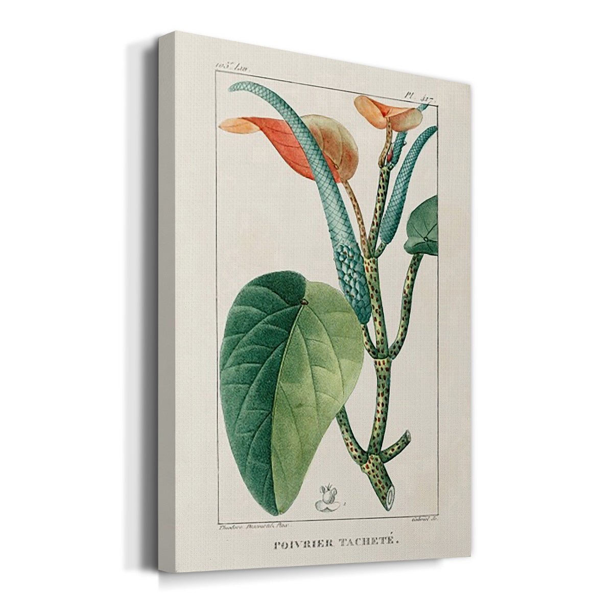 Turpin Tropical Botanicals II Premium Gallery Wrapped Canvas - Ready to Hang