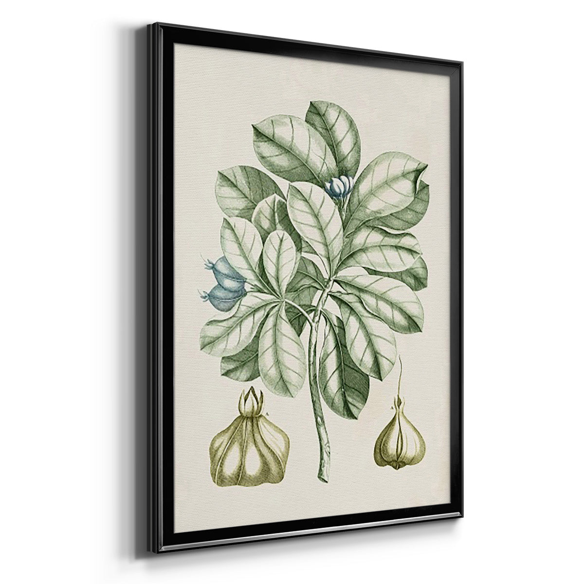 Buchoz Tropicals IX - Modern Framed Canvas Print