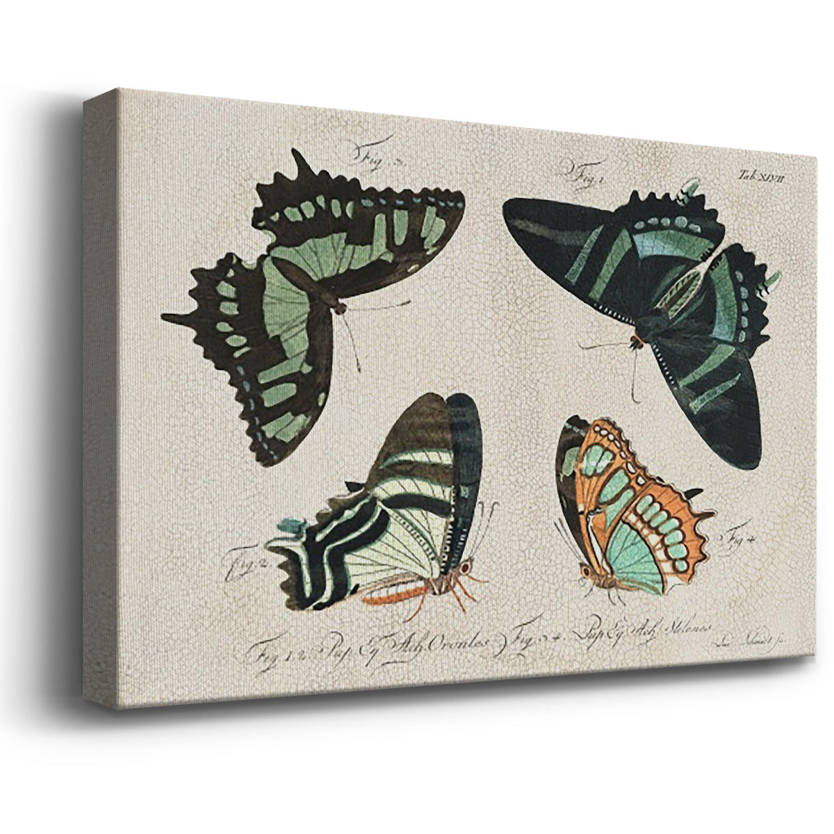 Crackled Butterflies III - Canvas Art Print