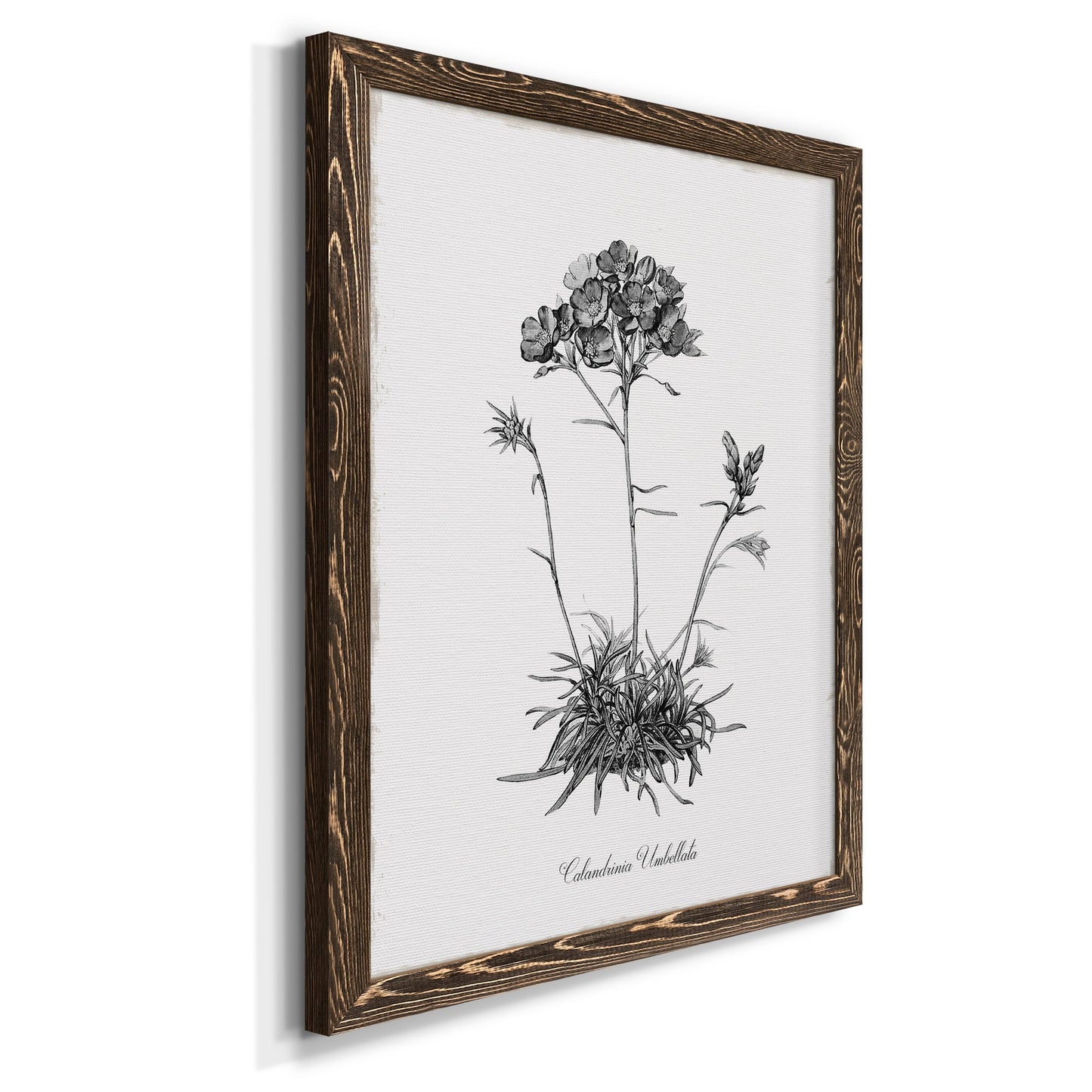 Simply Caladrinia - Premium Canvas Framed in Barnwood - Ready to Hang