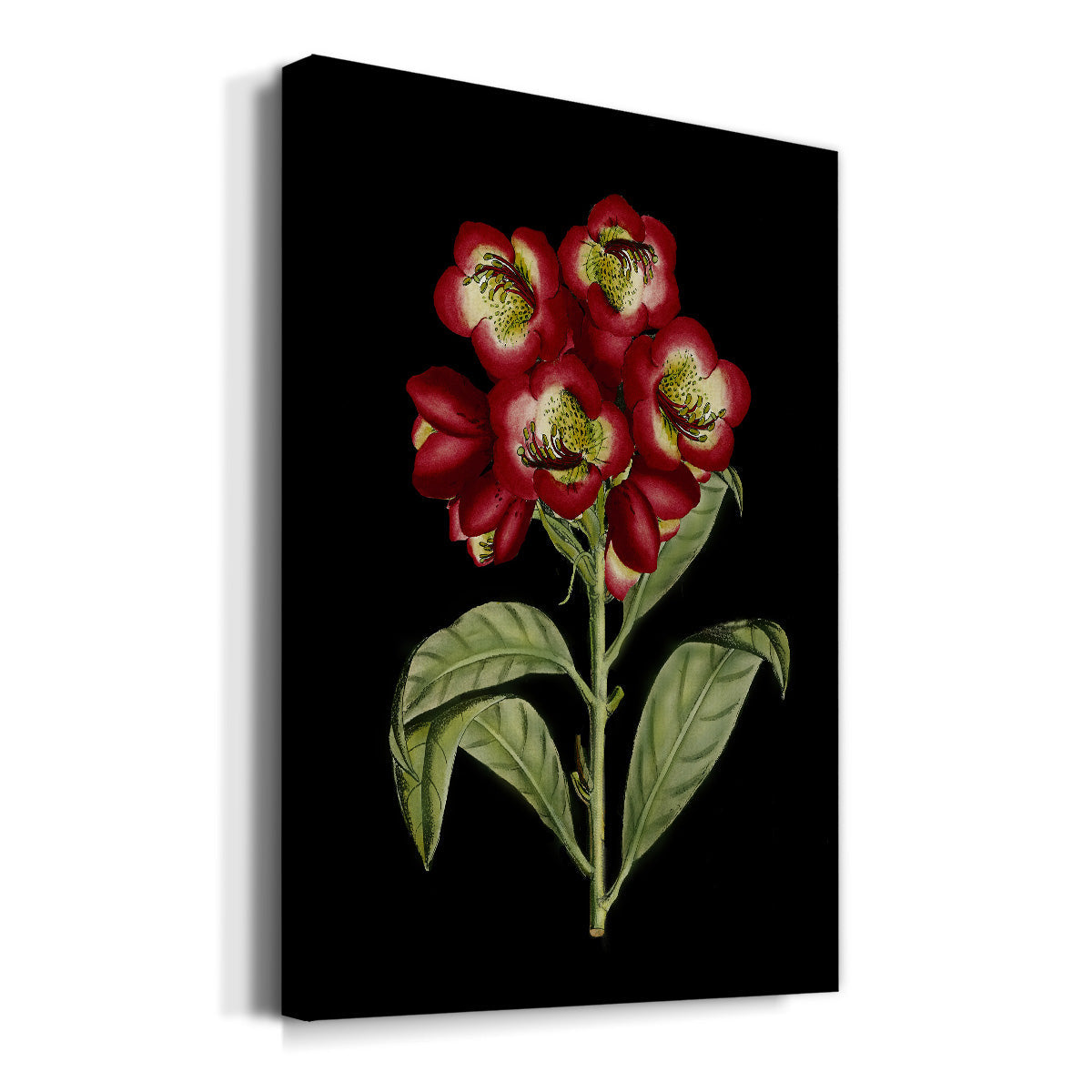 Crimson Flowers on Black (A) III Premium Gallery Wrapped Canvas - Ready to Hang