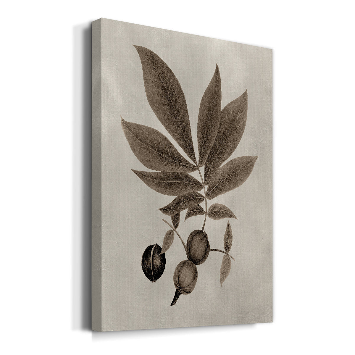 Arbor Specimen VI Premium Gallery Wrapped Canvas - Ready to Hang