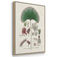 Botanical Society Ferns I - Framed Premium Gallery Wrapped Canvas L Frame 3 Piece Set - Ready to Hang