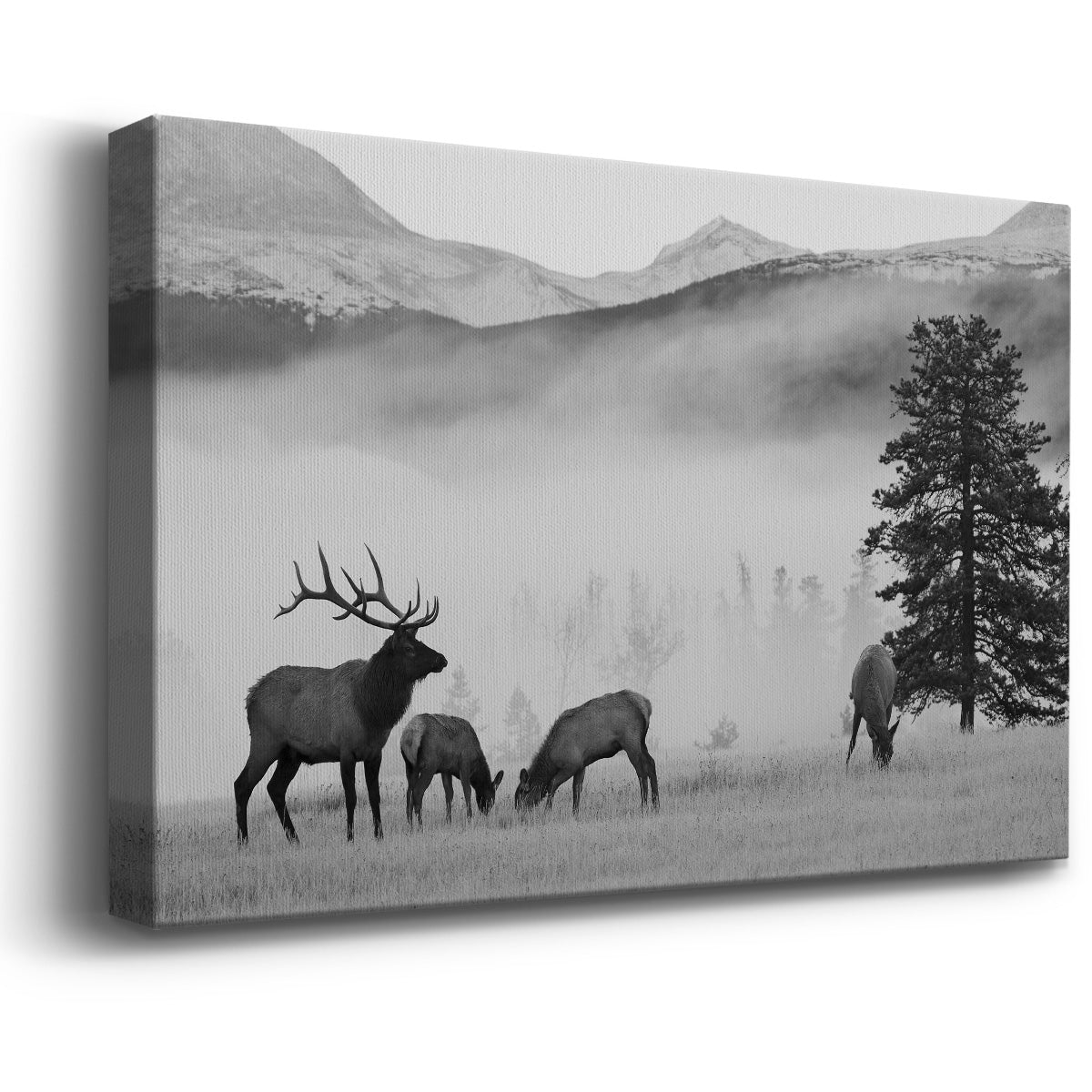 Mountain Elk - Canvas Art Print