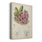 Antique Cactus III Premium Gallery Wrapped Canvas - Ready to Hang