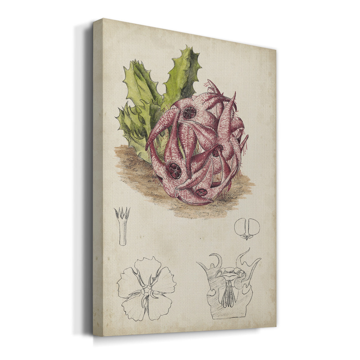 Antique Cactus III Premium Gallery Wrapped Canvas - Ready to Hang