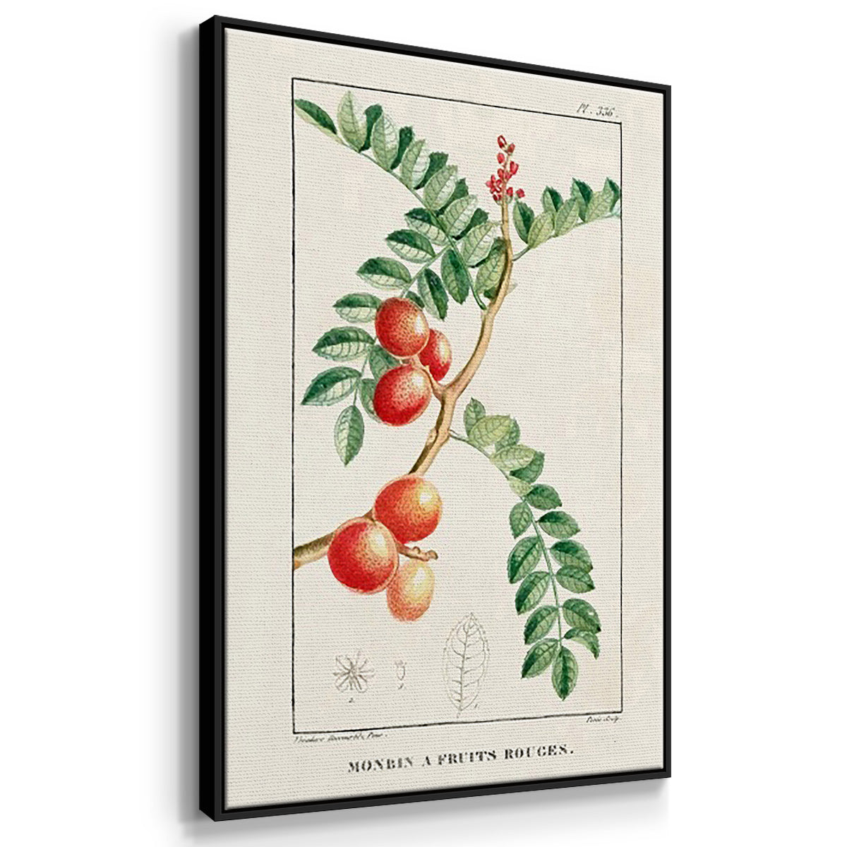 Turpin Tropical Botanicals I - Floater Framed Canvas Set