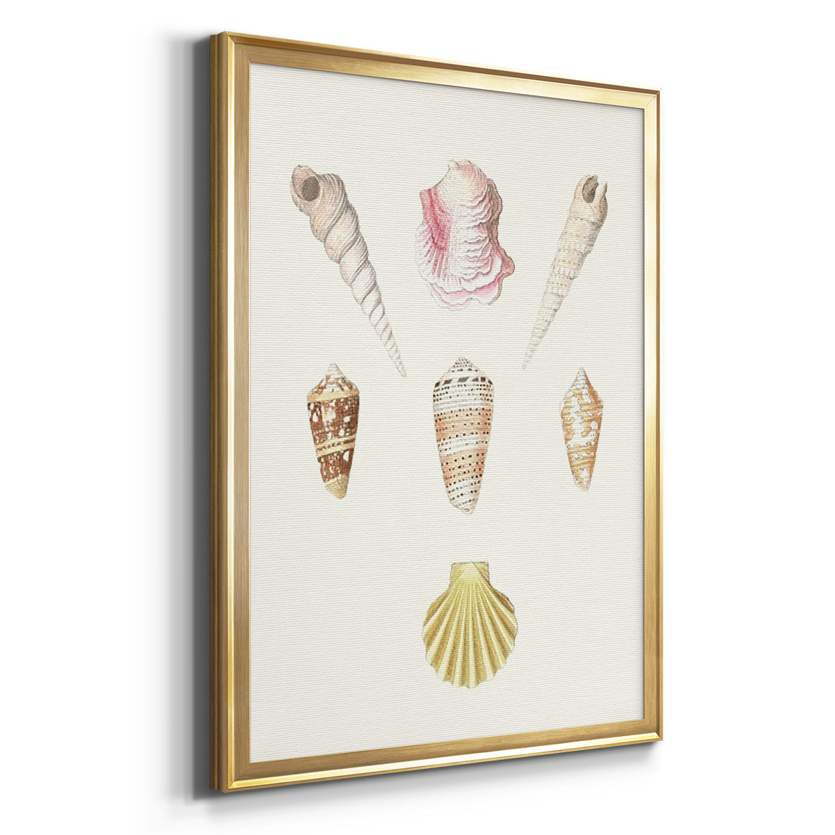 Pastel Knorr Shells I - Modern Framed Canvas Print
