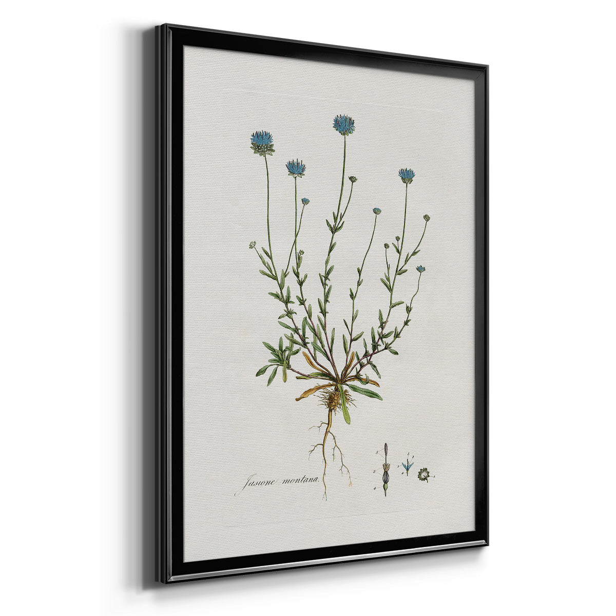 Bellflower Study - Modern Framed Canvas Print