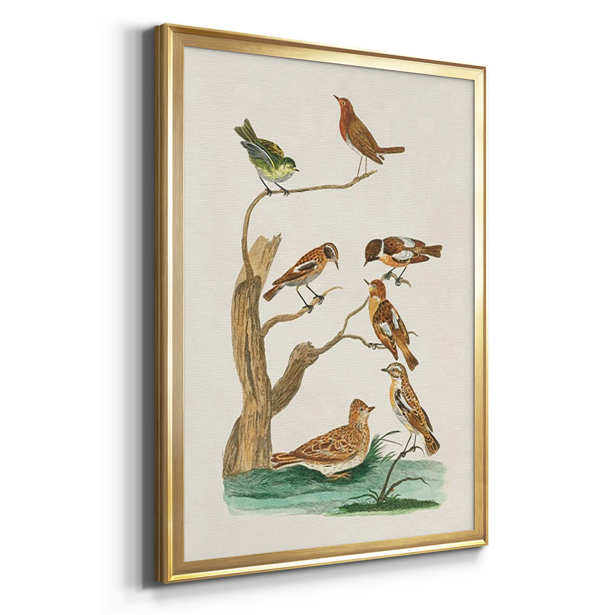 Antique Birds in Nature III - Modern Framed Canvas Print